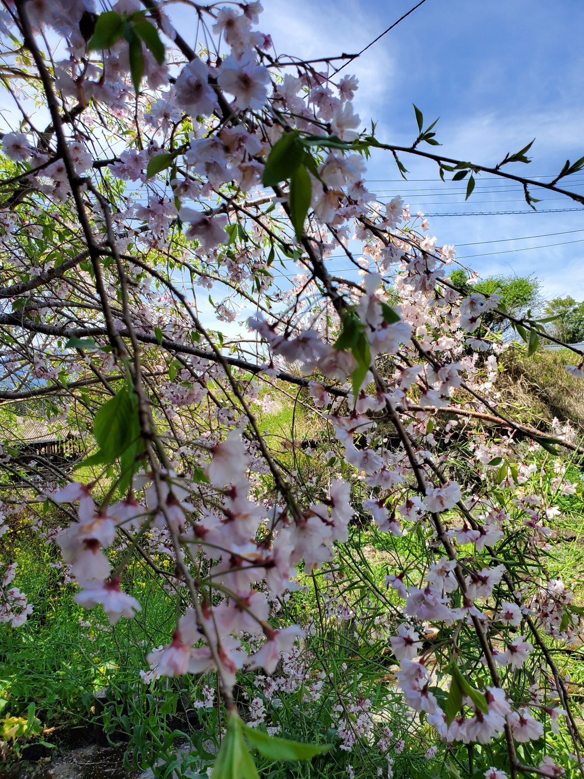 20220406_1258101179078184957331596