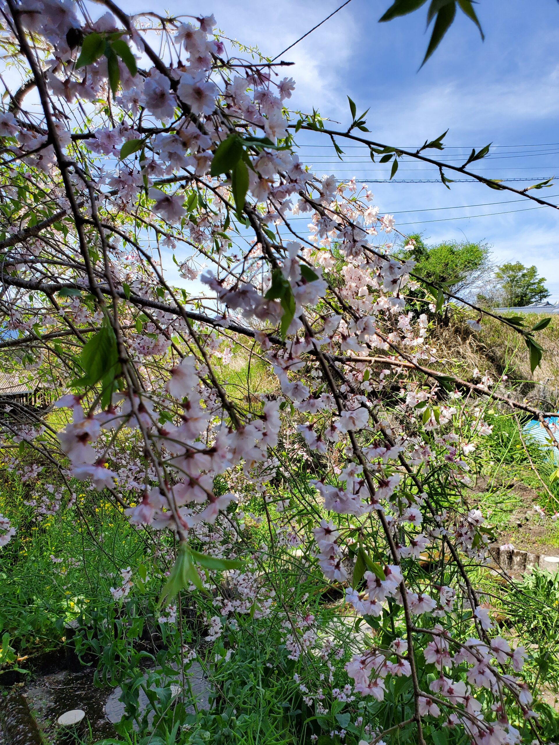 20220406_1258112275072273747263837