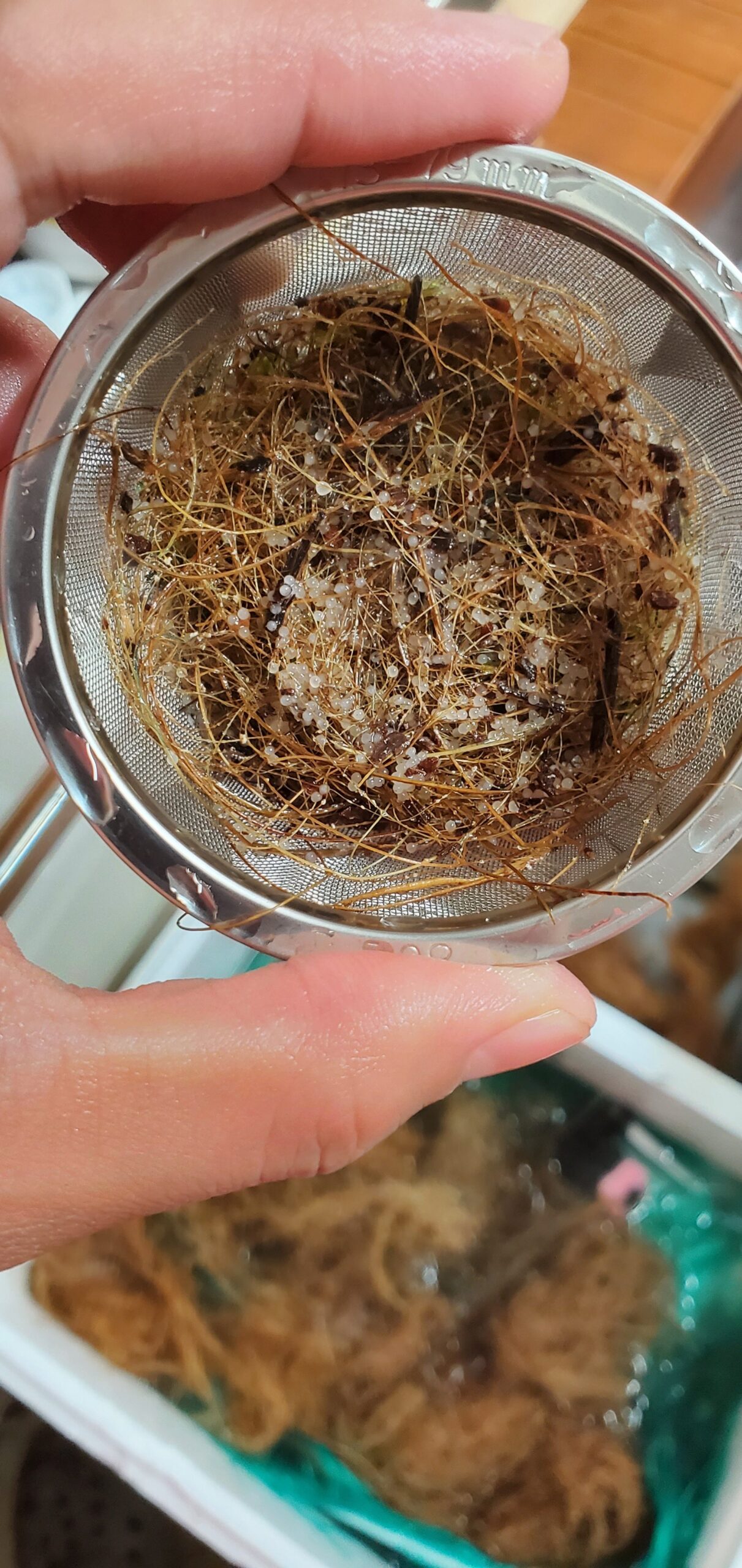 20230620_052340171538735127247238