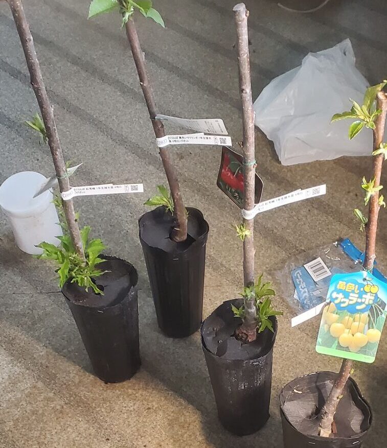 20240411_1600077188090342346946384