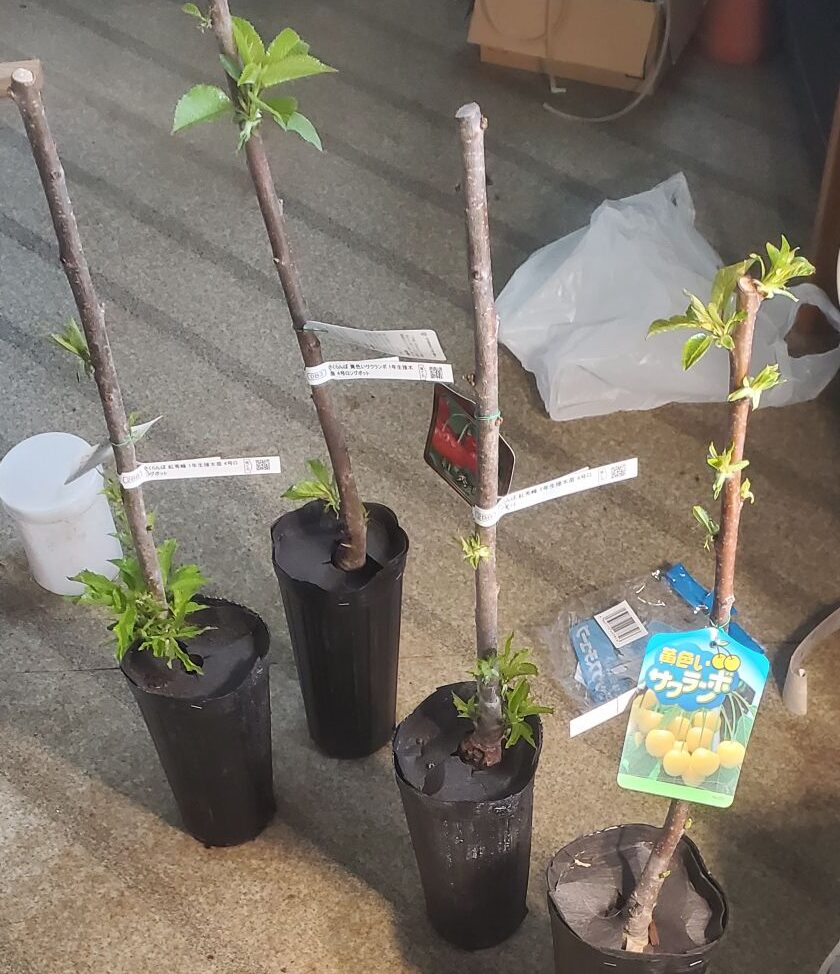 20240411_1600077188090342346946384