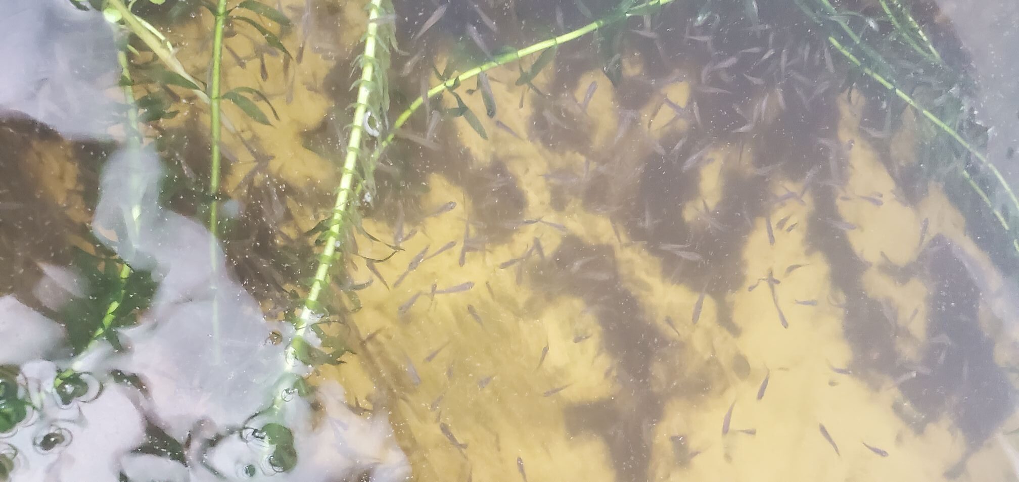 20240713_1450537724470105964319263