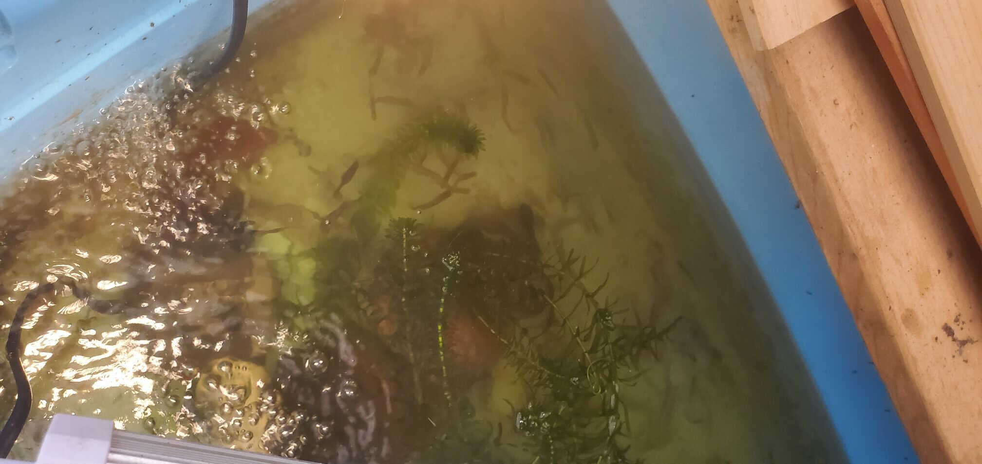 20240713_1451023743661564935774236