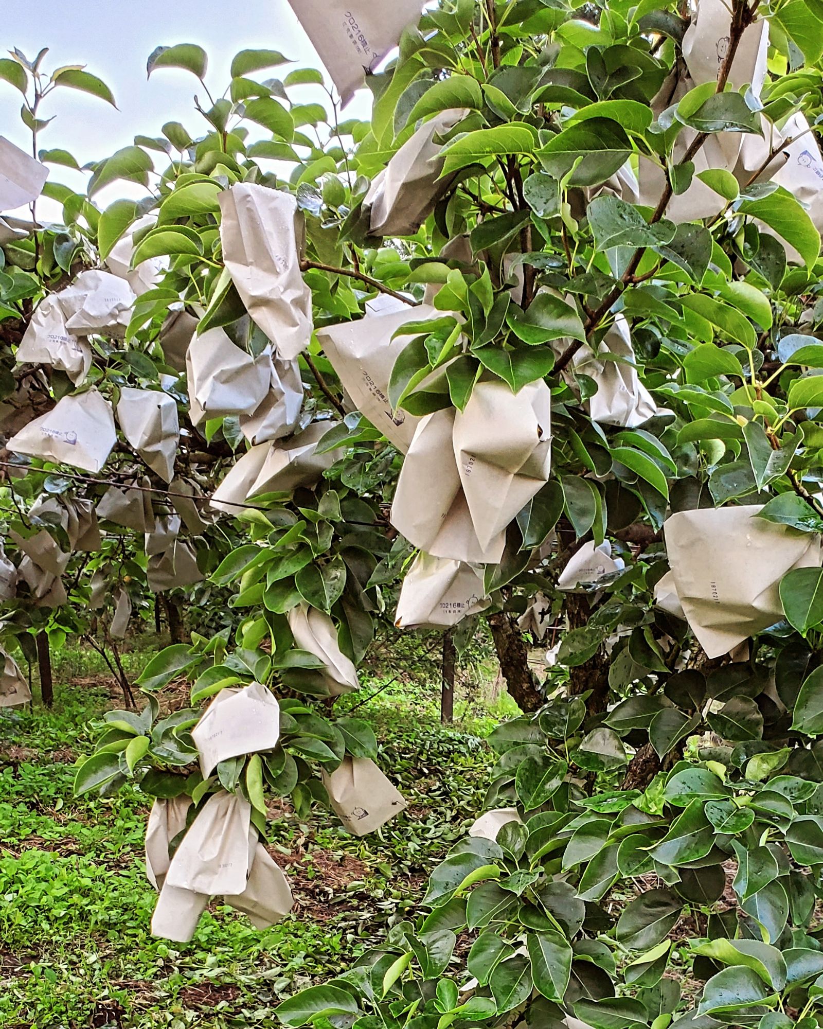 img_20240709_182921_2158335890909009771090